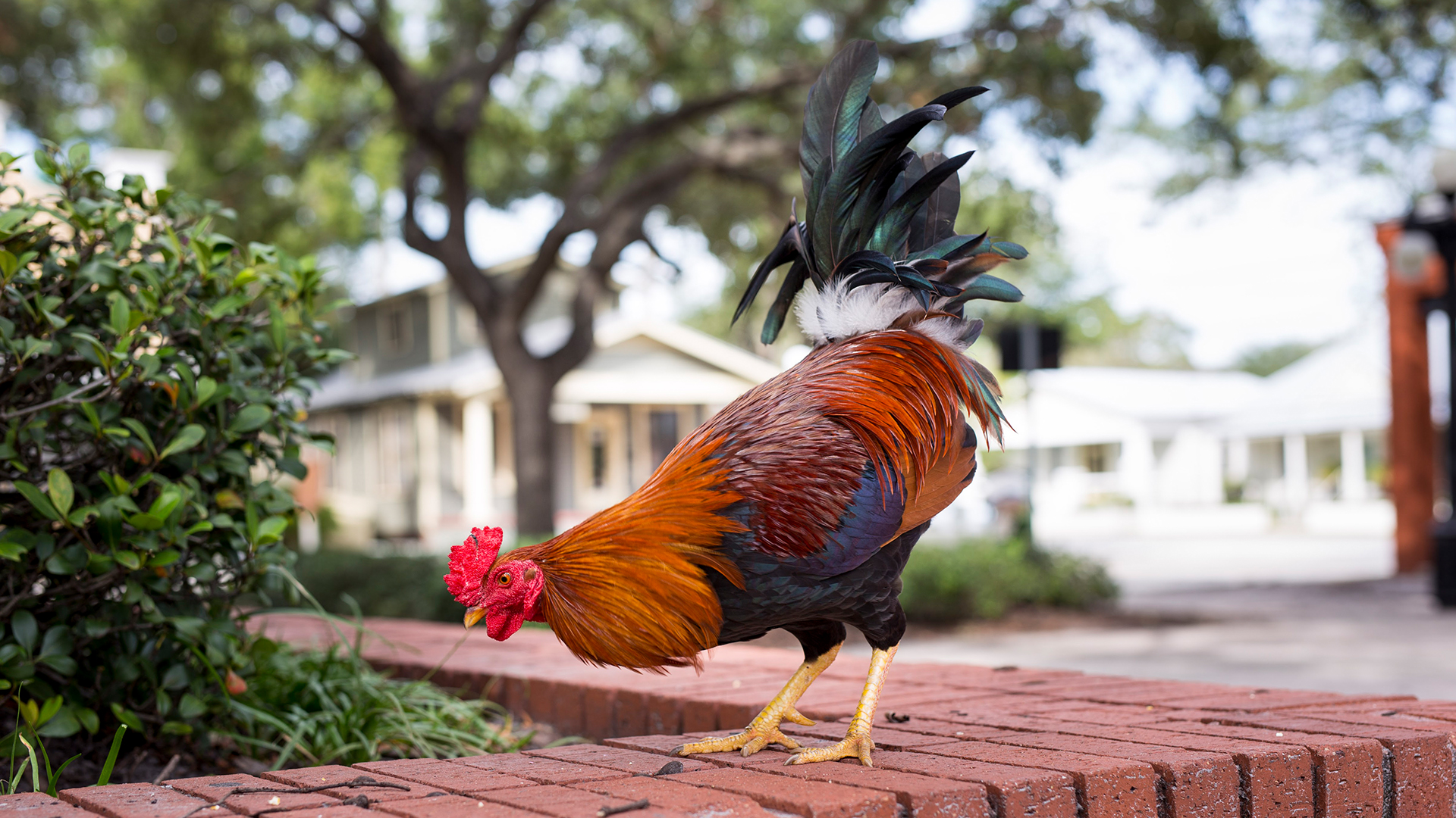 Colorful rooster in historic Ybor City courtyard in Tampa, Florida