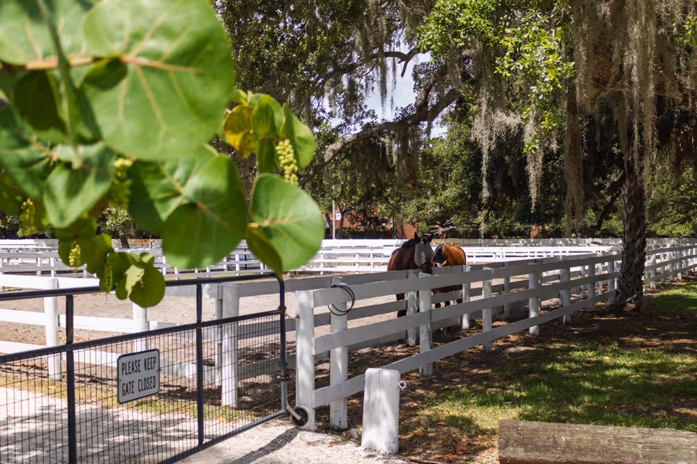 Ocala horse farm with white fencing and Spanish moss-draped trees in Central Florida